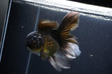 Thai Oranda  Panda 5 Inch (ID#1112To6b-113)