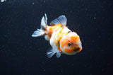 Yuan Bao Oranda  Calico 3.5 Inch (ID#411Yb10b-46) Free2Day SHIPPING