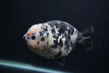 Milk Cow Ranchu  Calico 5 Inch (ID#0103R10c-98) Free2Day SHIPPING