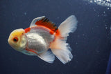 Juvenile Thai Oranda  Red White 4 Inch (ID#910To13b-56) Free2Day SHIPPING