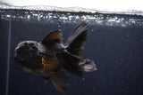Thai Oranda  Black 4.5 Inch (ID#224T5c-68) Free2Day SHIPPING