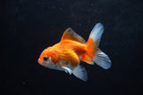 Baby Thai Oranda  Red White 3 Inch (ID#1220ToPTA-21) Free2Day SHIPPING