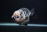 Milk Cow Ranchu  Calico 5 Inch (ID#0103R10c-98) Free2Day SHIPPING