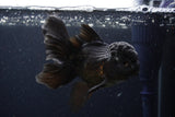 Thai Oranda  Black 4.5 Inch (ID#224T5c-68) Free2Day SHIPPING