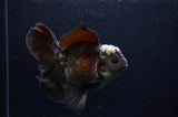 Thai Oranda  Panda 5.5 Inch (ID#311To7b-112)