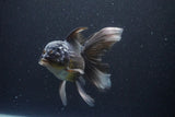 Thai Oranda  Panda 5 Inch (ID#1112To6b-113)