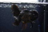 Thai Oranda  Black 4.5 Inch (ID#224T5c-68) Free2Day SHIPPING
