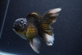 Thai Oranda  Panda 5 Inch (ID#1112To6b-113)