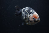 Milk Cow Ranchu  Calico 5 Inch (ID#0103R10c-98) Free2Day SHIPPING