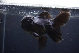Thai Oranda  Black 4.5 Inch (ID#224T5c-68) Free2Day SHIPPING