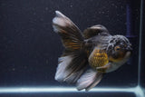 Thai Oranda  Panda 5 Inch (ID#1112To6b-113)