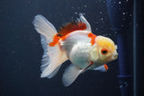 Juvenile Thai Oranda  Red White 4 Inch (ID#910To13b-56) Free2Day SHIPPING