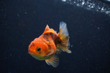 Juvenile Thai Oranda  Calico 3 Inch (ID#1022To13b-97) Free2Day SHIPPING