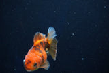 Juvenile Thai Oranda  Calico 3 Inch (ID#1022To13b-97) Free2Day SHIPPING