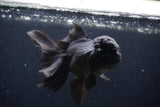 Thai Oranda  Black 4.5 Inch (ID#224T5c-68) Free2Day SHIPPING