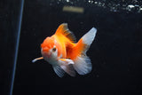 Baby Thai Oranda  Red White 3 Inch (ID#1220ToPTA-21) Free2Day SHIPPING