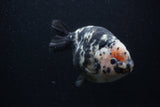 Milk Cow Ranchu  Calico 5 Inch (ID#0103R10c-98) Free2Day SHIPPING