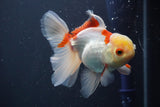 Juvenile Thai Oranda  Red White 4 Inch (ID#910To13b-56) Free2Day SHIPPING