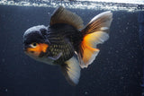 Jumbo Thai Oranda  Tricolor 7 Inch (ID#1112To6c-114)