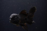 Thai Oranda  Black 4.5 Inch (ID#224T5c-68) Free2Day SHIPPING