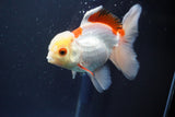 Juvenile Thai Oranda  Red White 4 Inch (ID#910To13b-56) Free2Day SHIPPING