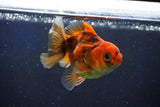 Juvenile Thai Oranda  Calico 3 Inch (ID#1022To13b-97) Free2Day SHIPPING