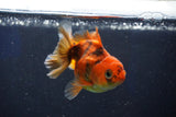 Juvenile Thai Oranda  Calico 3 Inch (ID#1022To13b-97) Free2Day SHIPPING