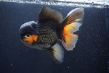 Jumbo Thai Oranda  Tricolor 7 Inch (ID#1112To6c-114)