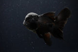 Thai Oranda  Black 4.5 Inch (ID#224T5c-68) Free2Day SHIPPING