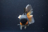 Jumbo Thai Oranda  Tricolor 7 Inch (ID#1112To6c-114)