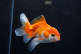 Baby Thai Oranda  Red White 3 Inch (ID#1220ToPTA-21) Free2Day SHIPPING