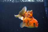 Juvenile Thai Oranda  Calico 3 Inch (ID#1022To13b-97) Free2Day SHIPPING