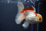 Juvenile Thai Oranda  Red White 4 Inch (ID#910To13b-56) Free2Day SHIPPING