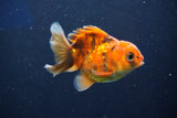 Juvenile Thai Oranda  Calico 3 Inch (ID#1022To13b-97) Free2Day SHIPPING