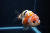 Milk Cow Ranchu  Calico 5 Inch (ID#0103R10c-99) Free2Day SHIPPING