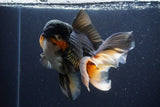 Jumbo Thai Oranda  Tricolor 7 Inch (ID#1112To6c-114)