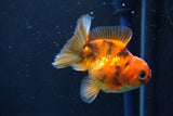 Juvenile Thai Oranda  Calico 3 Inch (ID#1022To13b-97) Free2Day SHIPPING