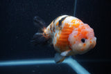 Milk Cow Ranchu  Calico 5 Inch (ID#0103R10c-99) Free2Day SHIPPING