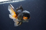 Jumbo Thai Oranda  Tricolor 7 Inch (ID#1112To6c-114)