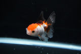 Baby Thai Oranda  Tricolor 2.5 Inch (ID#1220ToPTA-22) Free2Day SHIPPING