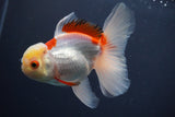 Juvenile Thai Oranda  Red White 4 Inch (ID#910To13b-56) Free2Day SHIPPING