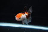 Baby Thai Oranda  Tricolor 2.5 Inch (ID#1220ToPTA-22) Free2Day SHIPPING