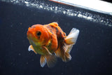 Juvenile Thai Oranda  Calico 3 Inch (ID#1022To13b-97) Free2Day SHIPPING