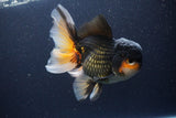 Jumbo Thai Oranda  Tricolor 7 Inch (ID#1112To6c-114)