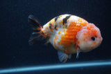 Milk Cow Ranchu  Calico 5 Inch (ID#0103R10c-99) Free2Day SHIPPING