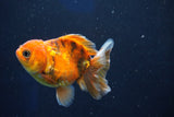 Juvenile Thai Oranda  Calico 3 Inch (ID#1022To13b-97) Free2Day SHIPPING