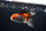 Baby Thai Oranda  Tricolor 2.5 Inch (ID#1220ToPTA-22) Free2Day SHIPPING