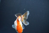 Juvenile Thai Oranda  Tricolor 4 Inch (ID#910To13b-57) Free2Day SHIPPING