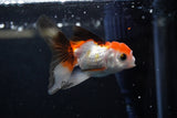 Baby Thai Oranda  Tricolor 2.5 Inch (ID#1220ToPTA-22) Free2Day SHIPPING