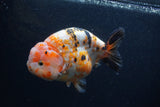 Milk Cow Ranchu  Calico 5 Inch (ID#0103R10c-99) Free2Day SHIPPING